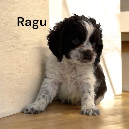 puppy, for, sale, Cocker Spaniel, Joe & Cherri  Overlease, dog, breeder, Miller, MO, dog-breeder, puppy-for-sale, forsale, nearby, find, puppyfind, locator, puppylocator, aca